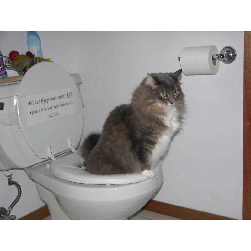 Cat Toilet Training Kit K942