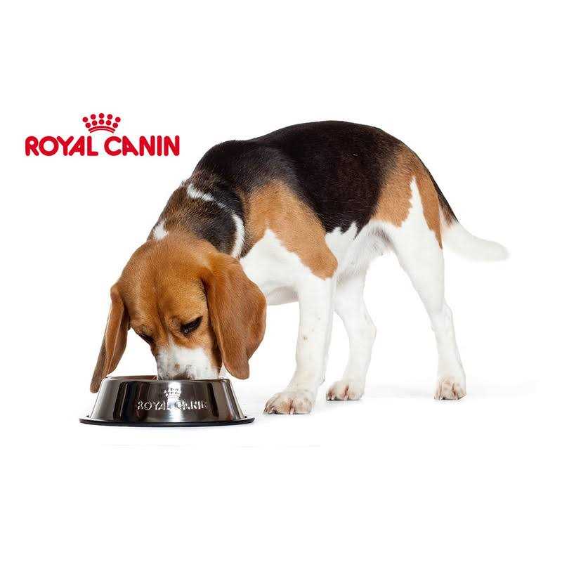 Yorkshire Terrier Adult Loaf In Sauce Dog Food Z439858