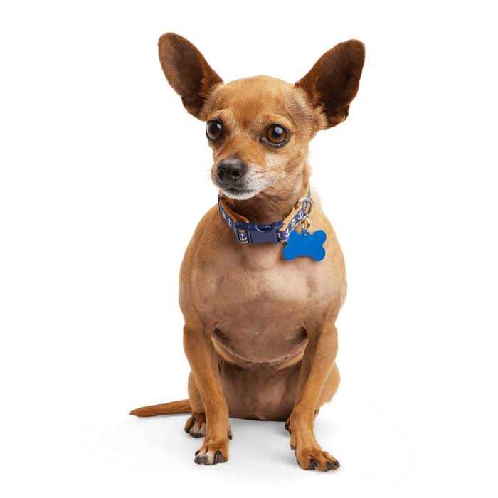 Dog Collar E116