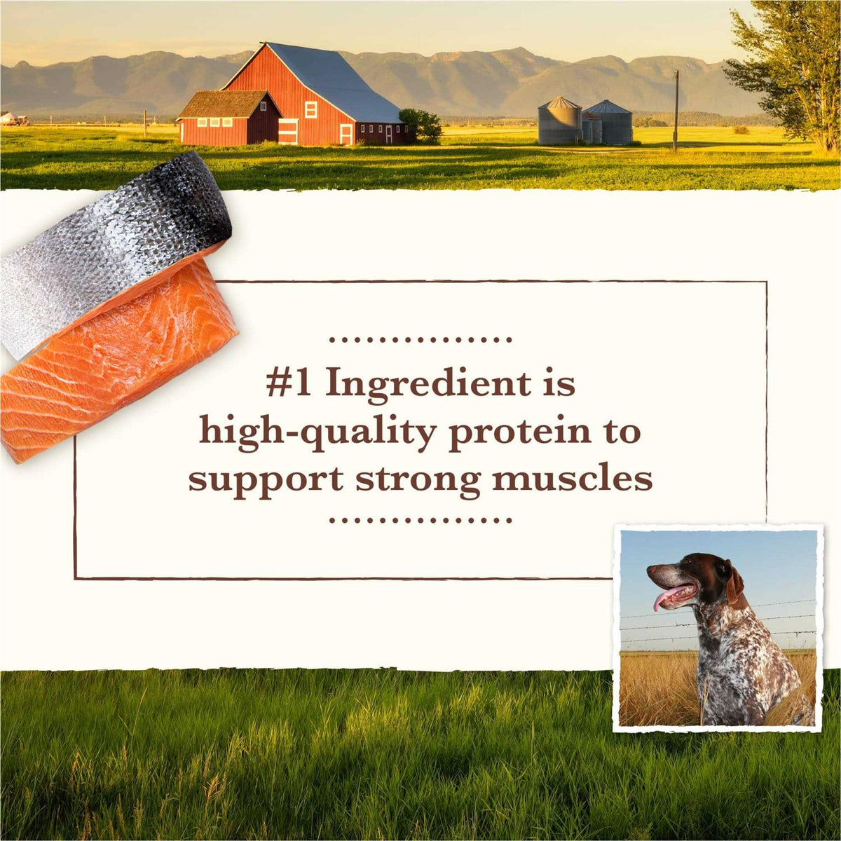 Grain Free Dry Dog Food Salmon & Whitefish Recipe Q90380