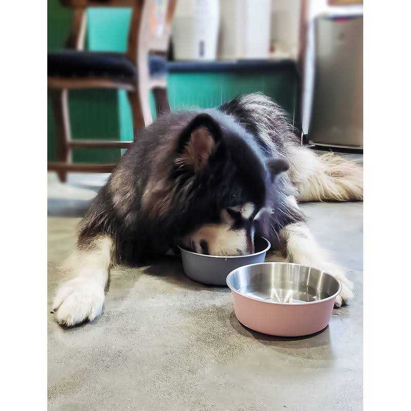 Elevated Dog Bowls with 2 Stainless Steel Dog Food Bowls J445663