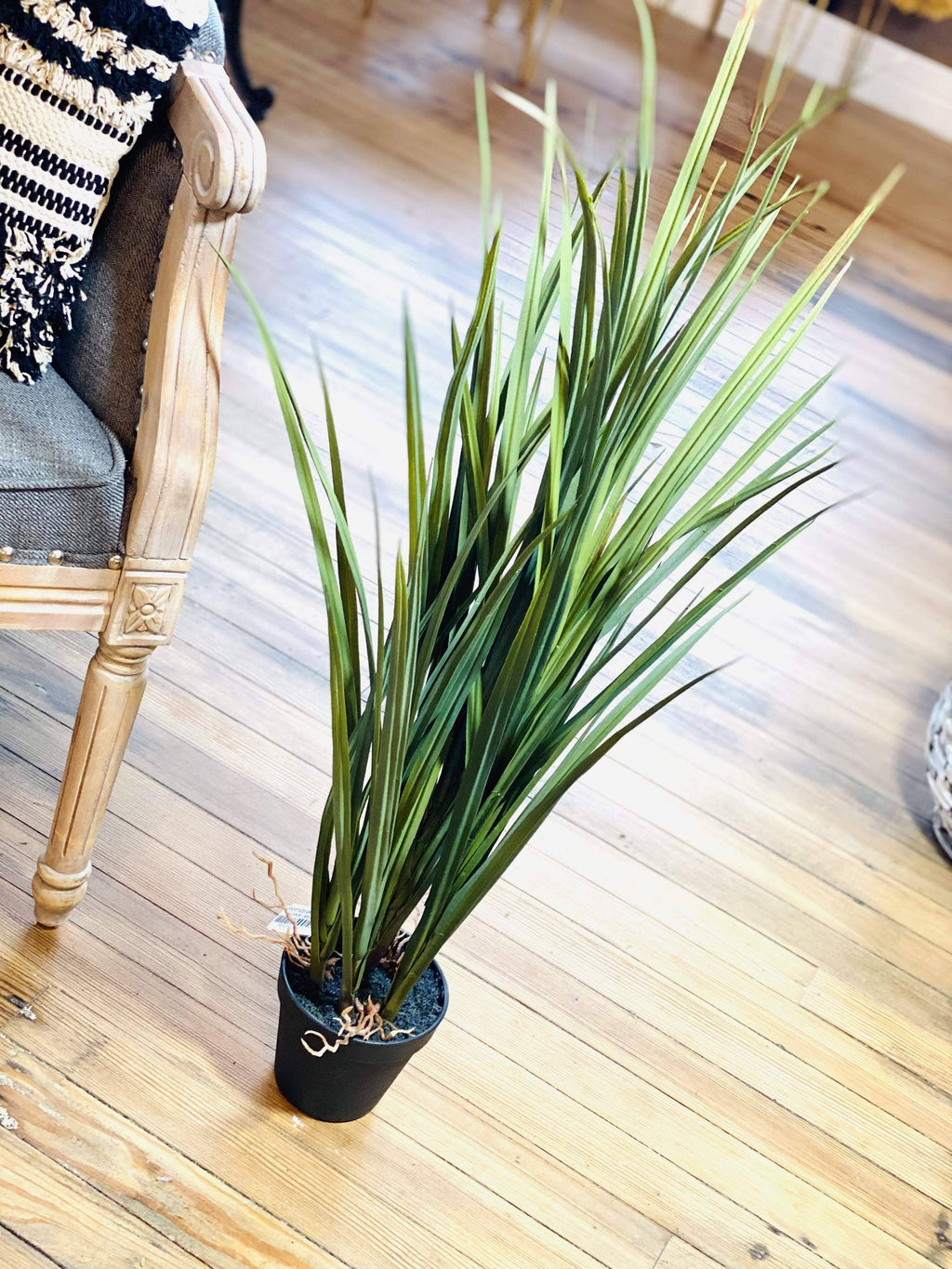 Potted Grass with Roots O4745