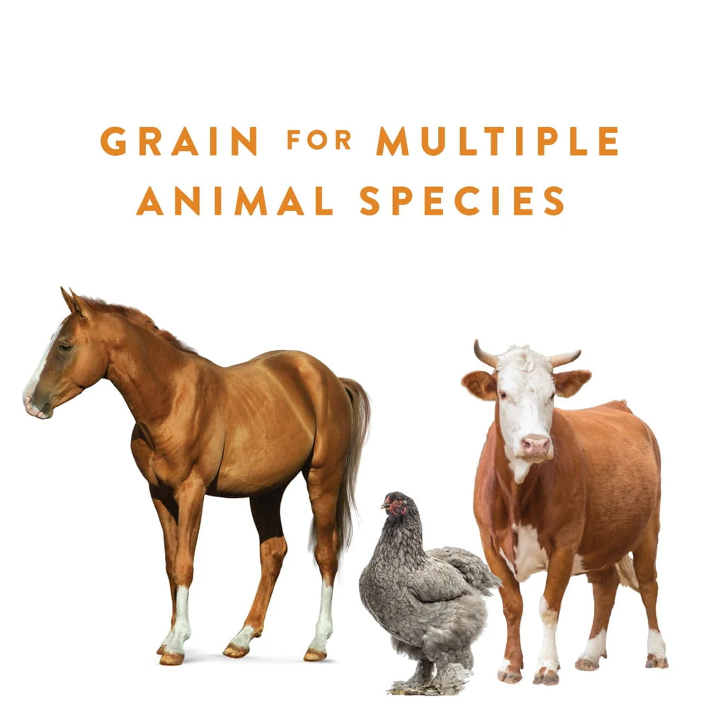 Cracked Corn Animal Feed, 40 lb P202030