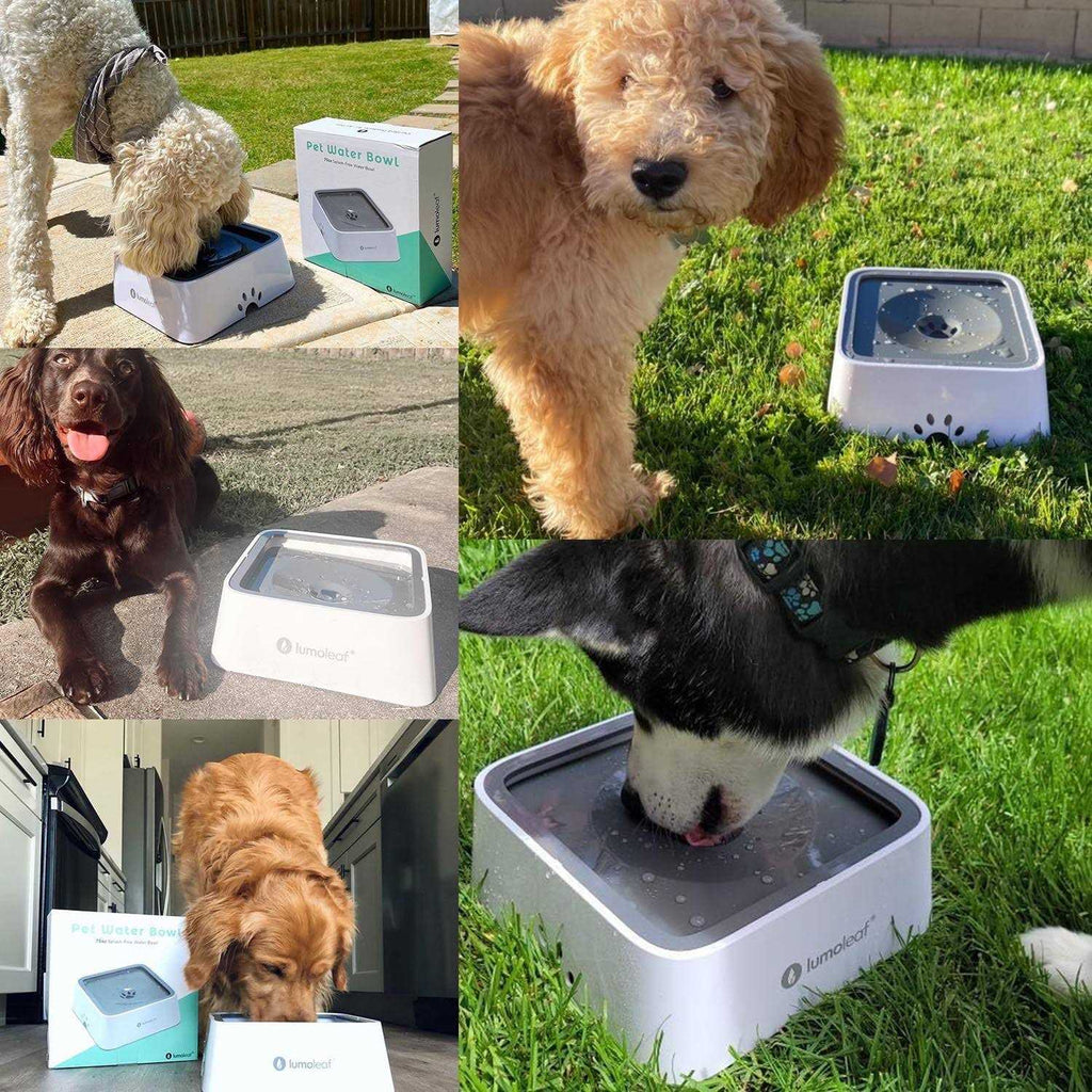 Dog Water Bowl Slow Feeder No Spill R395229